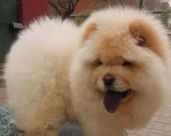 松狮犬|松狮犬出现休克与衰竭时应该怎么办