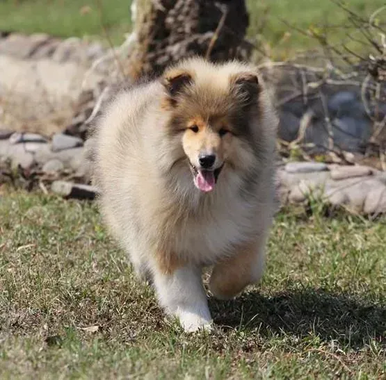 苏格兰牧羊犬|苏格兰牧羊犬不吃东西还呕吐怎么办