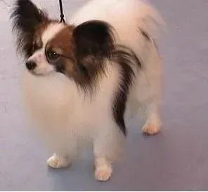 蝴蝶犬|蝴蝶犬不爱吃狗粮如何改善这个问题