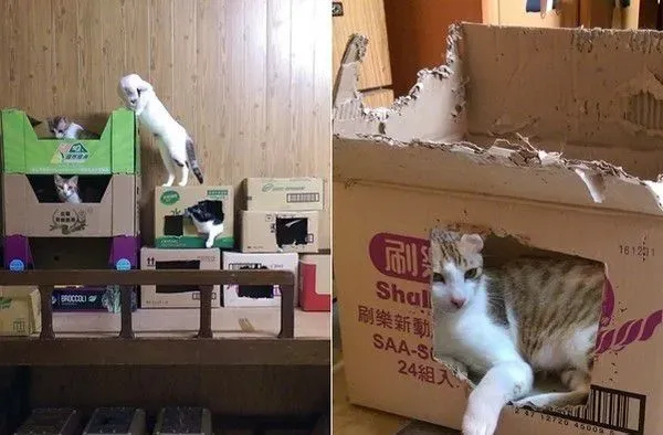 满屋子的纸箱城堡 猫主子们超爱这些宝物 | 猫