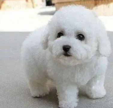 比熊犬|比熊犬睡觉的时候流口水是怎么了