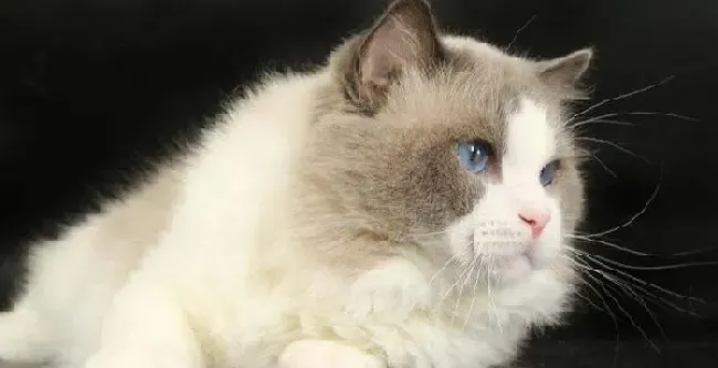 布偶猫成年后能长多大最大有多大 布偶猫成年后多重 | 布偶猫