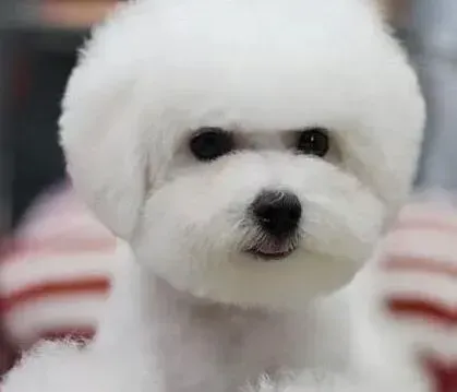 比熊犬|比熊犬严重晕车，不进食流口水怎么办