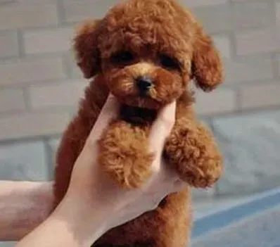 贵宾犬|贵宾犬皮肤上有小块的黑点是皮肤病吗