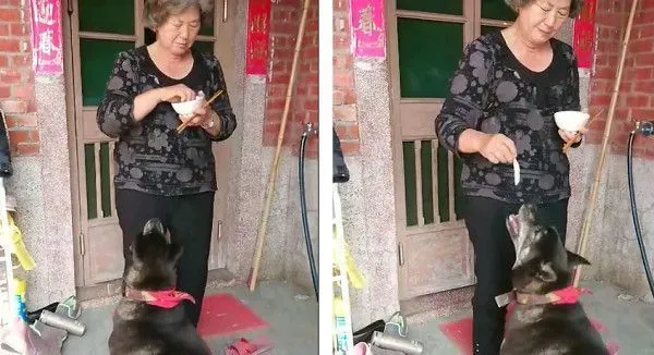 阿嬷抵不住金孙塞乃亲手喂肉 宠孙程度百分百 | 狗