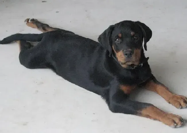 罗威纳犬|罗威纳犬老拉软便是什么问题