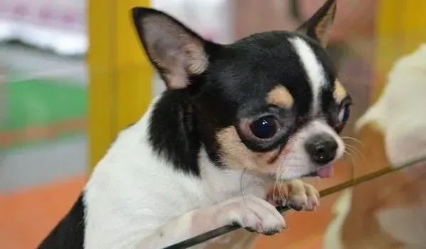 吉娃娃|正确补钙好处多 给吉娃娃幼犬补钙有方法