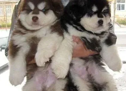 阿拉斯加犬|阿拉斯加犬不再外面上厕所怎么办