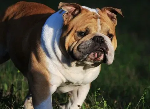 英国斗牛犬不能吃什么 含酒精的饮料 | 英国斗牛犬