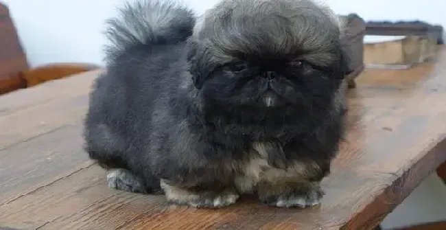 京巴狗|炎热夏季 京巴犬运动和饮食方面要注意什么