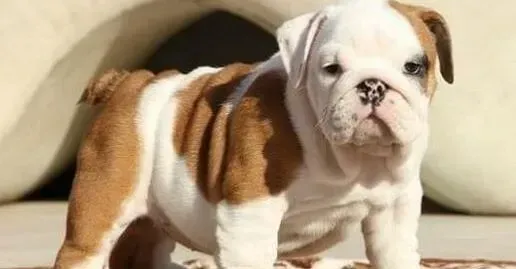 英国斗牛犬|刚买回家的斗牛犬身上有跳蚤怎么办