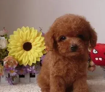 贵宾犬|40天的贵宾犬可以洗澡了吗