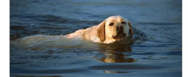 金毛|金毛母犬怀孕不吃东西的防治办法