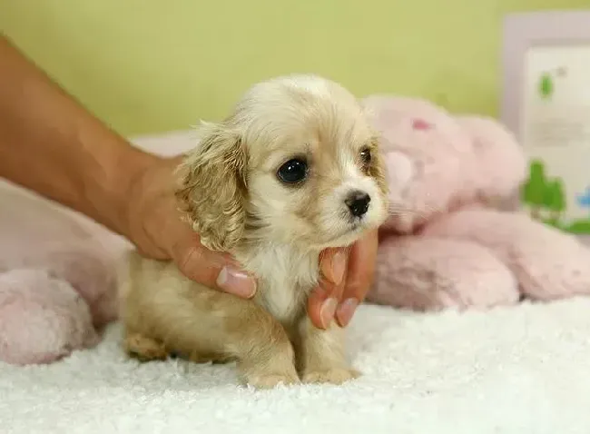 可卡犬|可卡犬背上有一片一片的皮屑 怎么去除