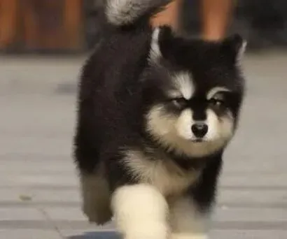 阿拉斯加犬|训宠有道 阿拉斯加雪橇犬训练基本原则