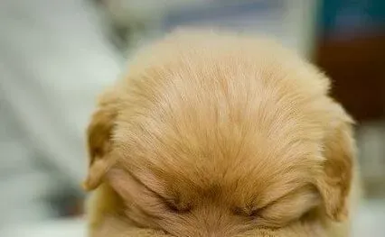  狗狗怀孕不可以吃什么?不要喂鸡骨或鸭骨 | 狗狗