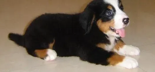 伯恩山犬|伯恩山犬最近总咳嗽，是嗓子里有痰吗