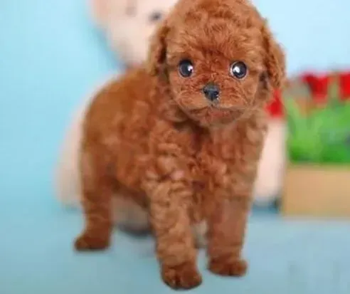 贵宾犬|关于贵宾犬乱咬东西的矫正方式介绍