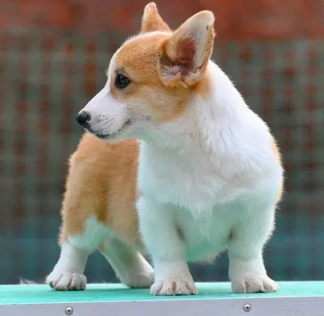 柯基犬|柯基犬修饰外表需要哪些步骤