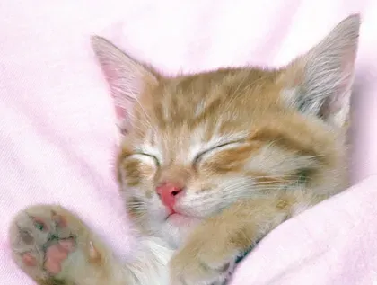 猫抓沙发怎么办 了解猫咪抓沙发的原因 | 猫