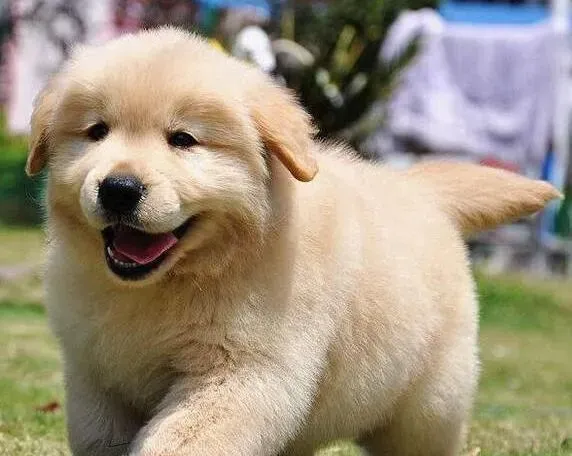 金毛|金毛犬总是随地大小便应如何训练它