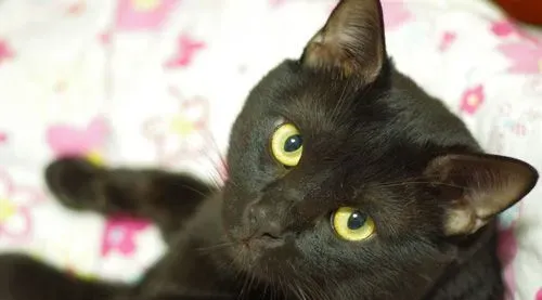 怎么训练孟买猫用猫砂 记得定时清理盆中的脏污 | 孟买猫