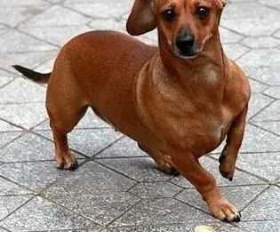 腊肠犬|训练教导：关于腊肠犬幼犬的最佳训练时间