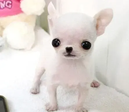 吉娃娃|关爱生命 从吉娃娃幼犬的健康开始做起