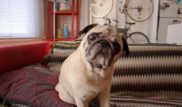 巴哥犬好养吗 养八哥犬有以下需要的注意的 | 狗