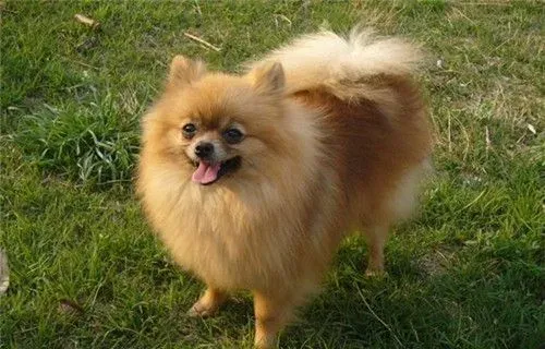 博美犬的叫声 声音也较成年狗狗更清脆尖利 | 博美