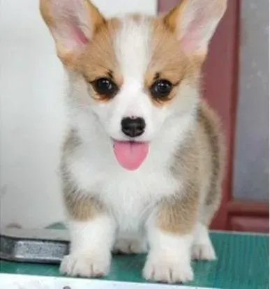 柯基犬|柯基犬拉肚子，不吃东西怎么办