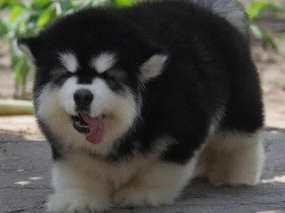 阿拉斯加犬|两个月的阿拉斯加犬是先洗澡还是先打疫苗