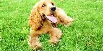 可卡犬|日常生活中可卡犬具体刷牙护理的方法