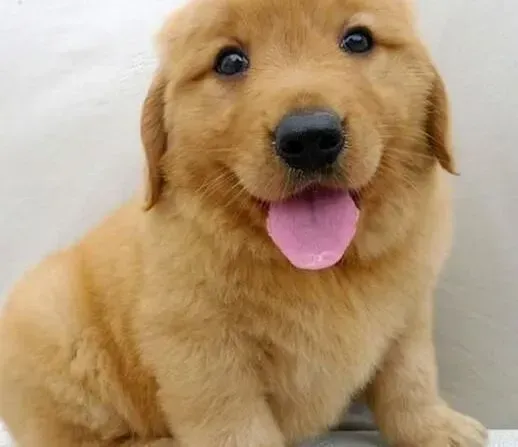 金毛|训练金毛犬的最终目标——规规矩矩
