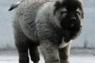 高加索犬|怎样判断高加索犬是否出现了消化不良的现象
