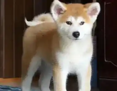 秋田犬|秋田犬胆子很小，这可怎么办