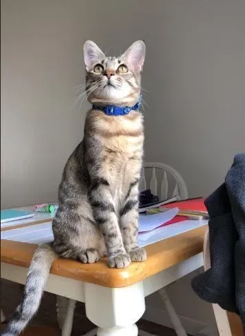 养猫千日用在一时! 被锁屋外爱猫出现解救 | 猫