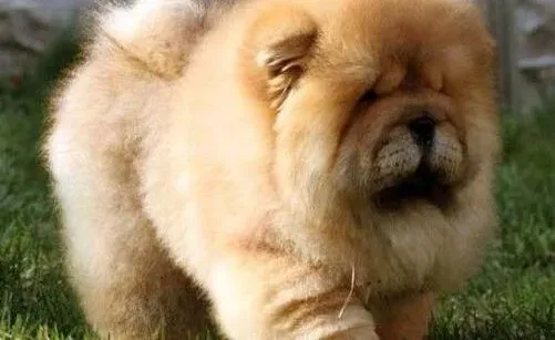 松狮犬|饲养松狮犬的时候你会犯错误么
