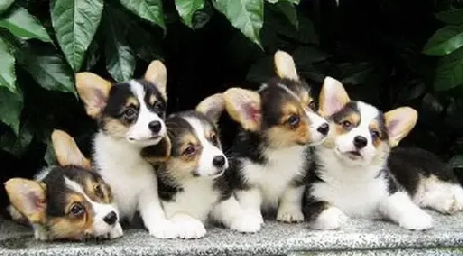 柯基犬|名医全书大全 共同帮助柯基犬远离口臭问题