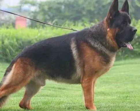 德国牧羊犬|德国牧羊犬产仔都死了，它伤心的不吃不喝怎么办