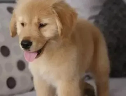 金毛|除掉金毛犬身上的跳蚤有什么可行的办法