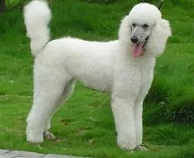 贵宾犬|如何帮助巨型贵宾犬剪毛