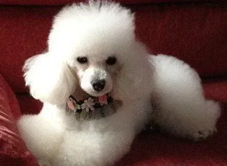 贵宾犬|怎么判断贵宾犬是否真的怀孕
