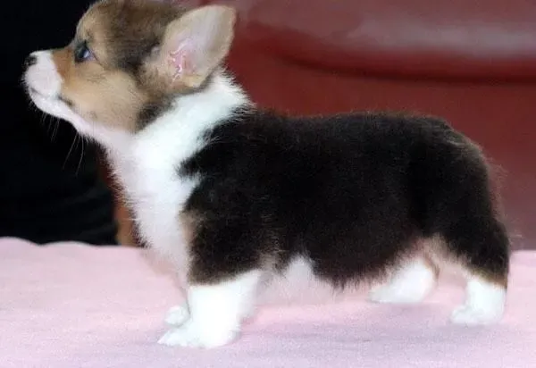 柯基犬|怎样保护好柯基犬口腔的健康与卫生