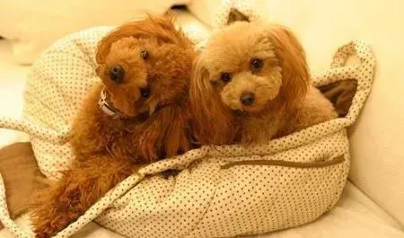 可卡犬|一岁的可卡犬不停的掉毛是什么原因呢