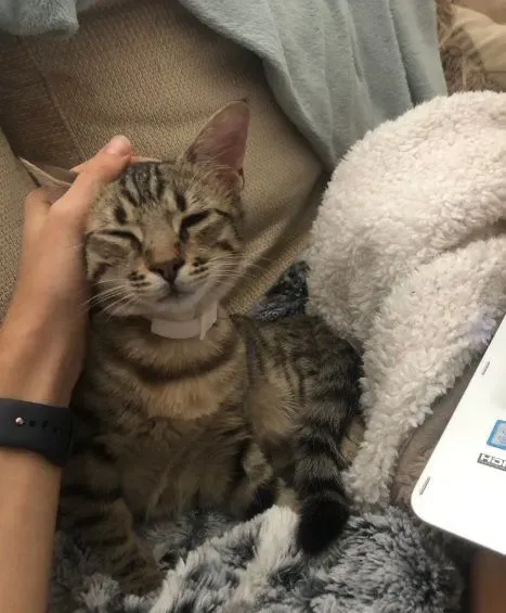 养猫千日用在一时! 被锁屋外爱猫出现解救 | 猫