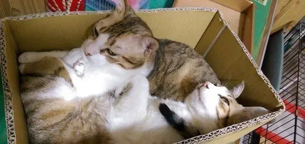 满屋子的纸箱城堡 猫主子们超爱这些宝物
