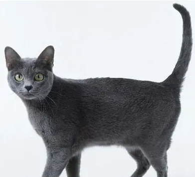 科拉特猫的性格 它感情非常丰富 | 科拉特猫