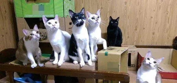 满屋子的纸箱城堡 猫主子们超爱这些宝物 | 猫