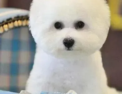 比熊犬|比熊犬得了螨虫皮肤病怎么办